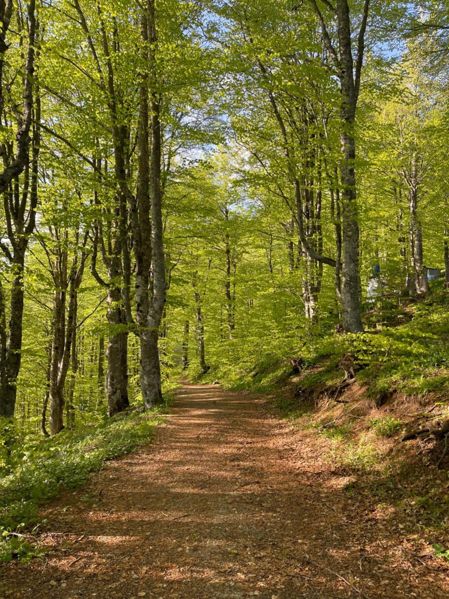 Honey Valley Bjelasnica Bed & Breakfast Eksteriør bilde